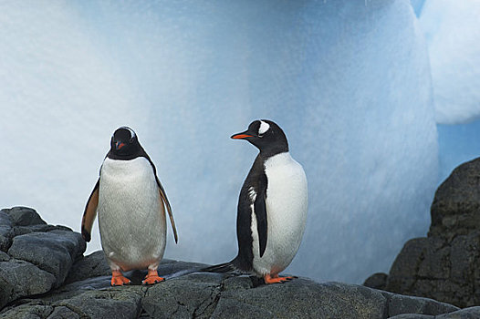 南极,南极半岛,岛屿,巴布亚企鹅