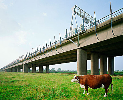 母牛,放牧,乡村,高架路