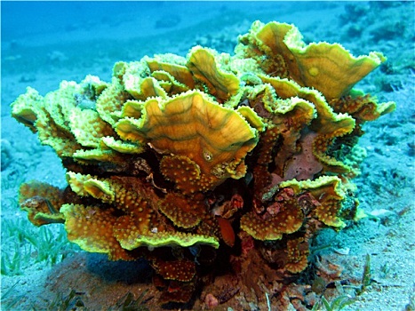 珊瑚礁,黄色,珊瑚,仰视,热带,海洋