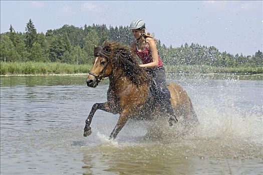 年轻,骑乘,冰岛马,驰骋,小,湖,巴伐利亚