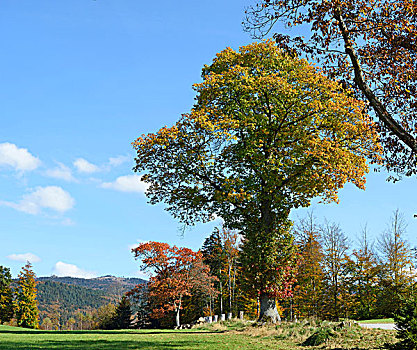 北方红栎,树,北美红栎,旁侧,街道,秋天,巴伐利亚森林国家公园,巴伐利亚,德国