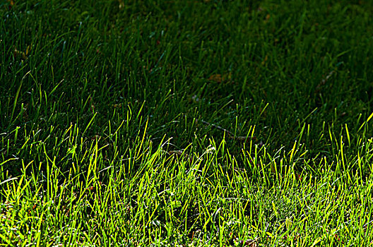草,一半,太阳,艾伯塔省,加拿大