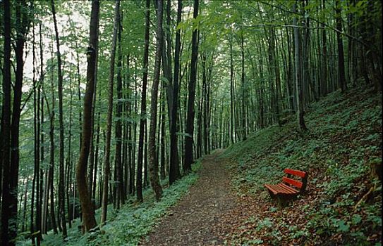 红色,长椅,靠近,林中小径,夏天,绿色,山毛榉,树林,入口,国家公园,上奥地利州,欧洲