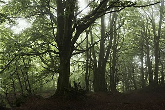 山毛榉树,德文郡,英格兰,英国