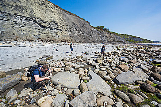英格兰,多西特,侏罗纪海岸,男人,寻找,化石