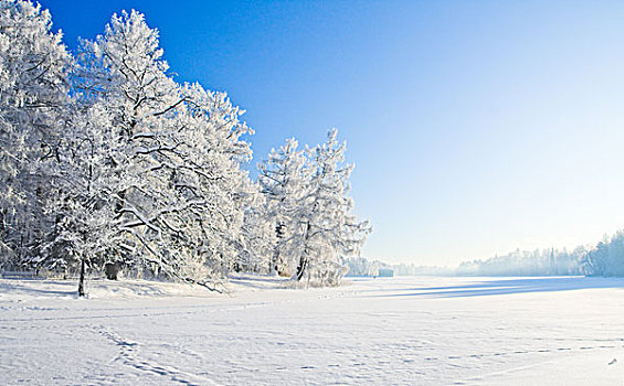 冬天,公园,雪中