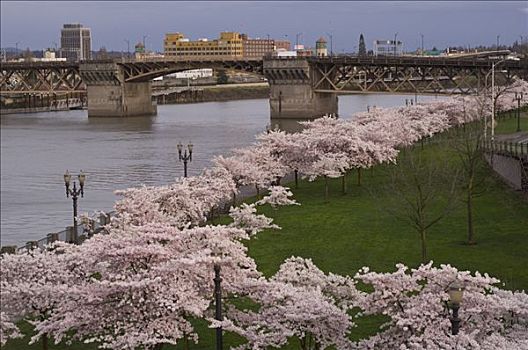 樱花,桥,波特兰,俄勒冈,美国