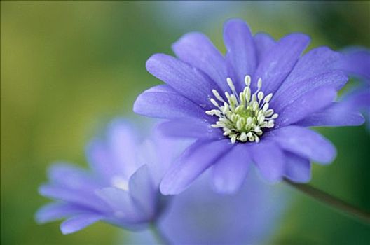 亚平宁,银莲花