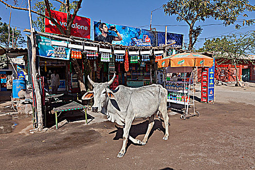 印度,拉贾斯坦邦,特色,路边,店,母牛,正门