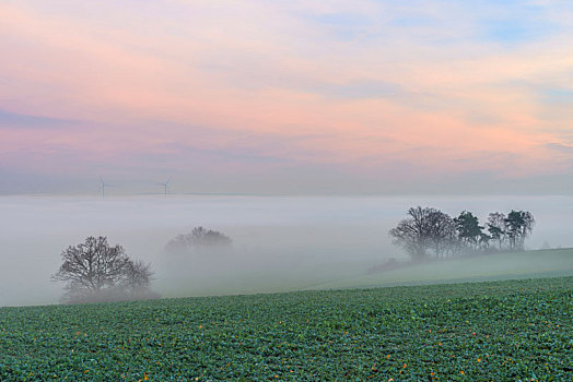 乡村,黎明,晨雾,秋天,奥登瓦尔德,巴登符腾堡,德国