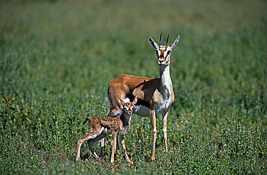 汤氏瞪羚,雌性,诞生,幼兽,肯尼亚