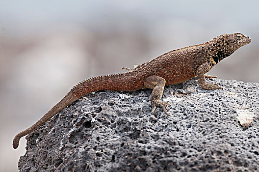 火山岩,蜥蜴,满,饲养,彩色,展示,尾部,加拉帕戈斯群岛,厄瓜多尔