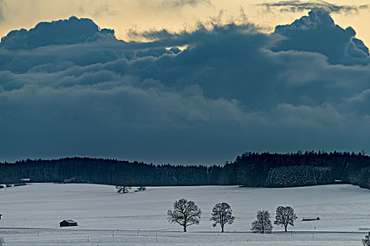 树,冬天,风景,生动,天空,地区,巴伐利亚,德国,欧洲