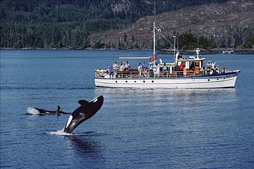 游客,注视,跳跃,逆戟鲸,岛屿,约翰斯顿海峡,东北方,温哥华岛,加拿大