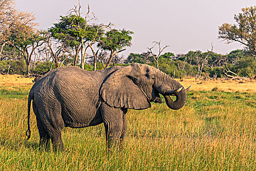 博茨瓦纳,奥卡万戈三角洲,大象,非洲象,放牧,靠近,河