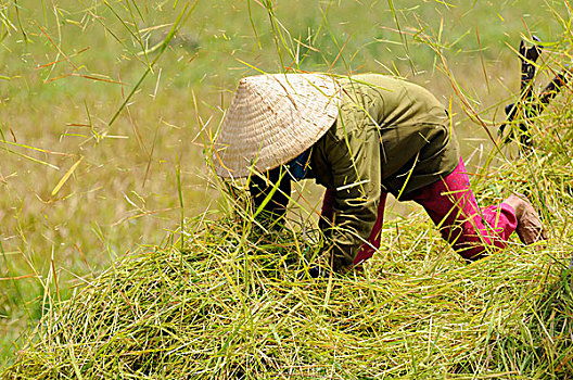 女人,堆积,稻草,稻米,丰收,越南,东南亚