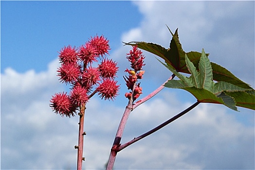 油,植物