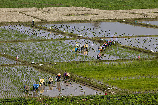 水稻种植,清迈,泰国