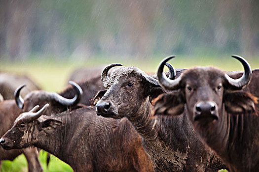 非洲水牛,重,雨,秋天