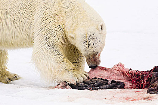 挪威,斯匹次卑尔根岛,大西洋,浮冰,北极熊,捕食,吃