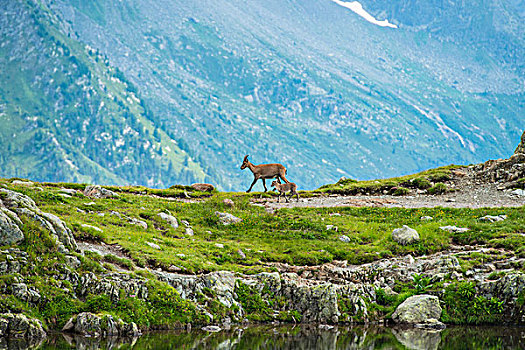 阿尔卑斯野山羊,幼兽,勃朗峰,法国,欧洲