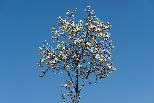 春天蓝天背景盛开的白玉兰花