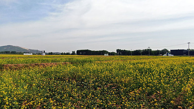 山东省日照市,五月的田野色彩斑斓,到处是丰收在望的景象