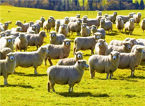 照片,牧群,绵羊,新西兰