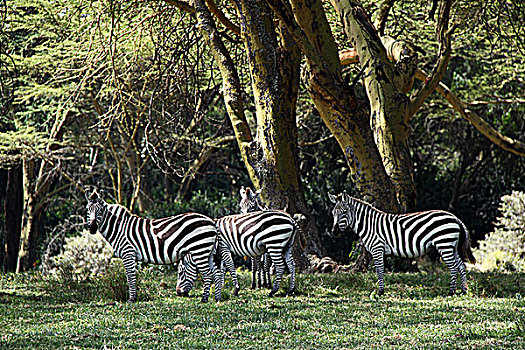 肯尼亚非洲大草原斑马-树丛中
