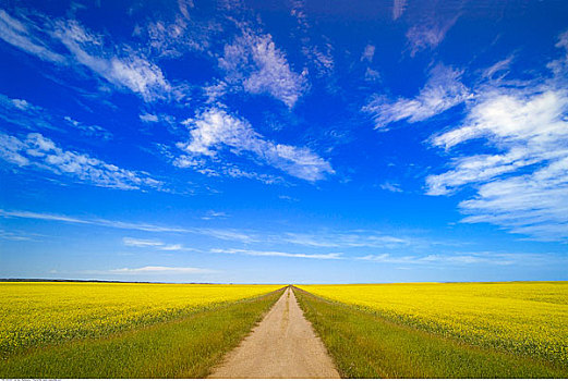 道路,油菜地