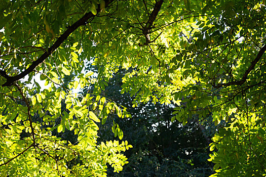 绿叶,树叶,光阴,光影,阳光,透光,中午,正午,叶子