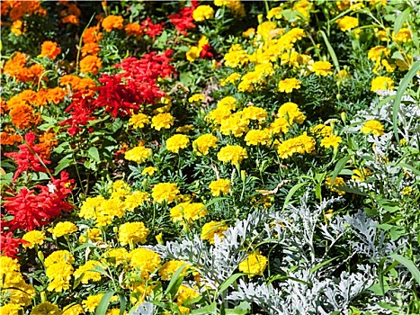 黄色,红色,石竹类植物,花,花园