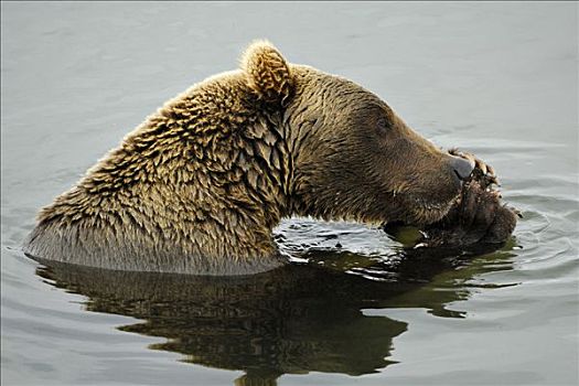 棕熊,雌性,卡特麦国家公园,保存,阿拉斯加,美国