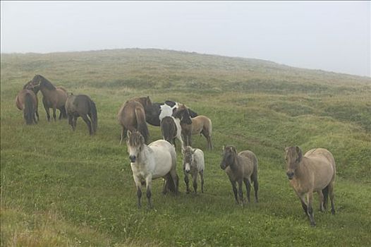 家养马,马,牧群,放牧,雾状,地点,中心,冰岛