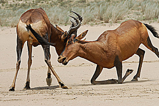 南非,卡拉哈里沙漠,卡拉哈迪大羚羊国家公园,争斗