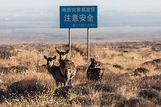 贺兰山马鹿