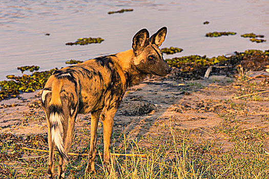 博茨瓦纳,奥卡万戈三角洲,非洲野狗,非洲野犬属,向外看,捕食