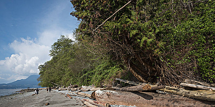 原木,残骸,海滩,前滩,小路,温哥华,不列颠哥伦比亚省,加拿大