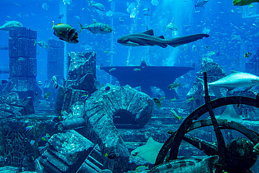 阿联酋迪拜棕榈岛,失落的空间,水族馆