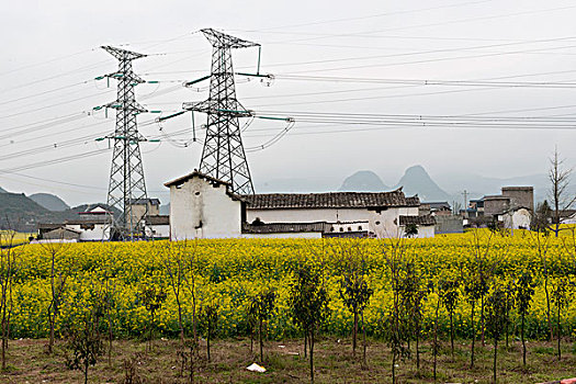 云南罗平县,乡村公路旁,油菜地,高压电柱,徐学哲摄影,尼康,年月