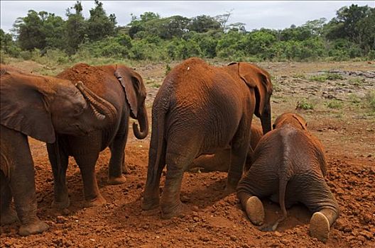 肯尼亚,内罗毕,孤儿动物,大象,拿,动物收容院