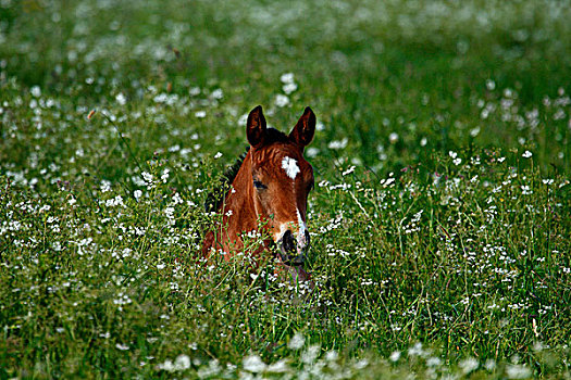 小马,草场