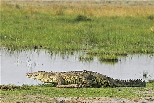 尼罗鳄,莫瑞米,国家公园,野生动植物保护区,奥卡万戈三角洲,博茨瓦纳,非洲