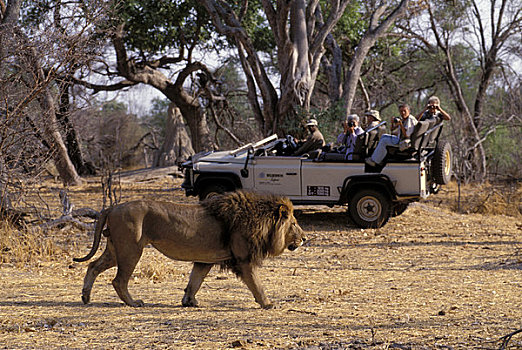 博茨瓦纳,奥卡万戈三角洲,雄性,狮子,游客,背景