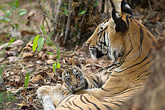 孟加拉虎,虎,母亲,星期,老,幼兽,班德哈维夫国家公园,印度