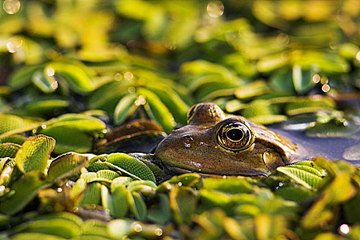 湿地,青蛙,蛙属,多瑙河三角洲,完美,保护色,叶子,水,游泳,水中,欧洲,东欧,罗马尼亚