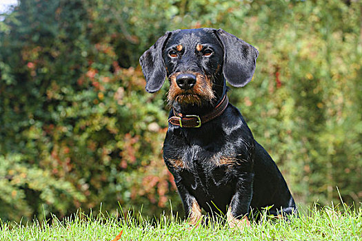 达克斯猎狗,黑色,红棕色,19个月,坐,草坪,北莱茵威斯特伐利亚,德国,欧洲