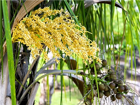 盛开,花,水果