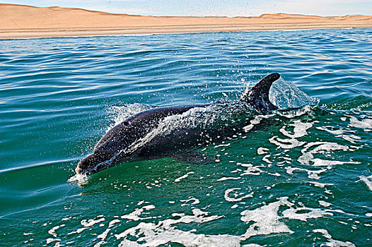 瓶鼻海豚,海豚,游泳,海岸,瓦利斯港,纳米比亚,非洲