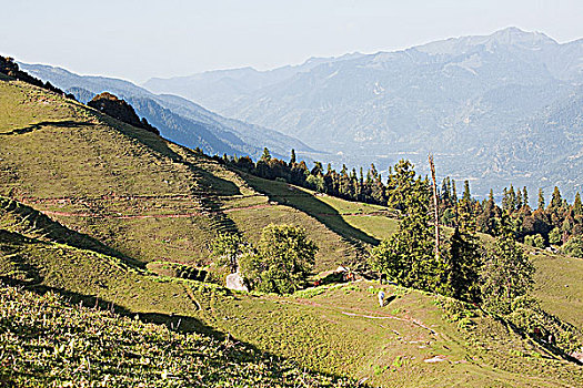 马,喜马拉雅山,山谷,喜马偕尔邦,印度